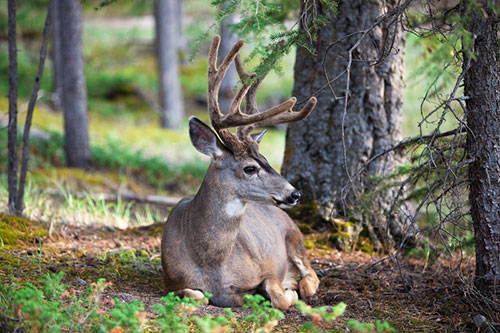 whitetail-deer-buck-with-velvet-antlers.jpg