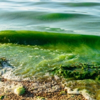 Health Advisory - Toxic Algae Warning - Ocean Shores