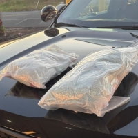 DEA Seizes 50,000 Carfentanil Pills in Centralia Bust