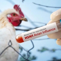 More Details Released About The Grays Harbor County Resident With H5N5 Avian Influenza